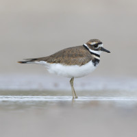 Killdeer